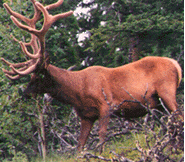 ELK