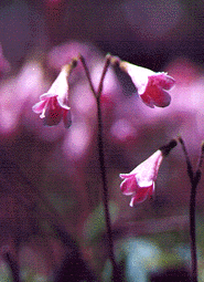 feildbells