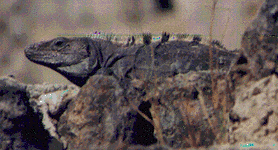 IGUANA