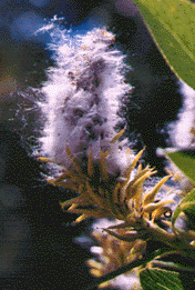 milkweed