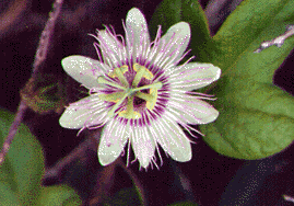 MEXFLOWER